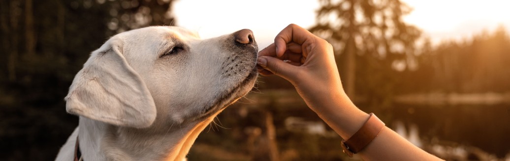 Ein creme-weißer Hund richt an einer Hand, die ihm hingehalten wird.