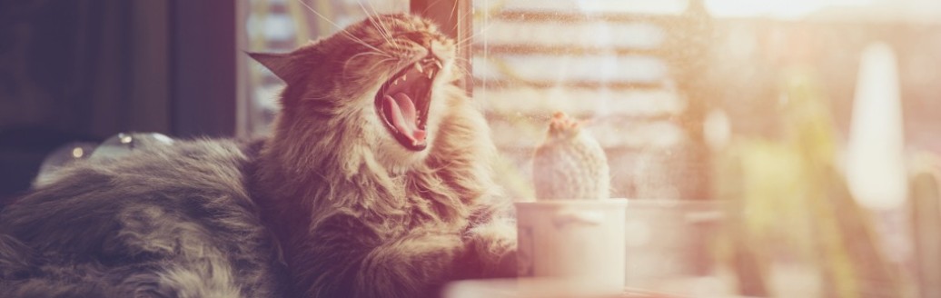 Eine Katze liegt gähnend an einem Fenster. Vor ihr im Bild steht eine rote Tasse und ein kleiner Kaktus. 