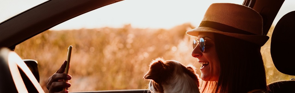 Hunde im Auto