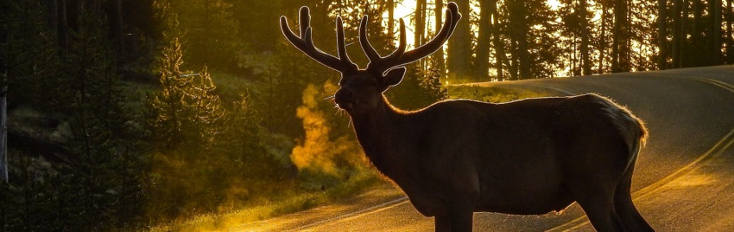 Ein Hirsch steht in der Sonne auf einer Landstraße.