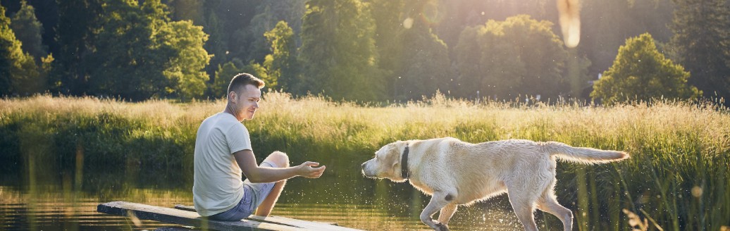 Ein Mann spielt mit seinem Golden Retriever im Grünen.