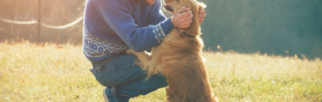 Ein Mann spielt mit seinem Golden Retriever auf einer Wiese im Sonnenschein. 