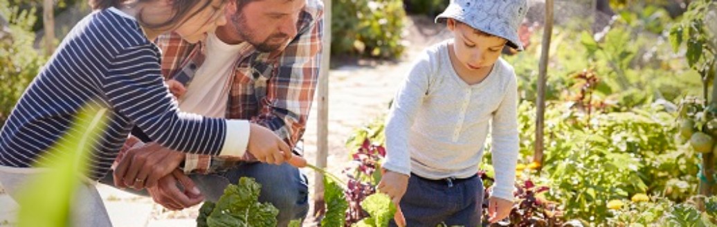 Ein Vater hockt mit seinen zwei jungen Kindern vor mehreren Gartenbeets