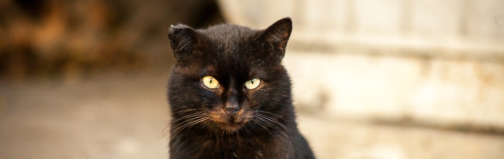 Das Bild zeigt eine sitzende schwarze Katze, die in die Kamera guckt. 