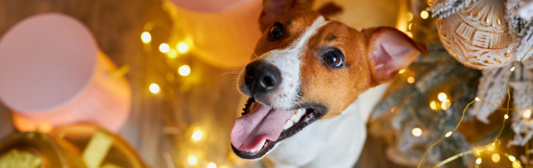 Ein kleiner Hund schaut in die Kamera. Um ihn herum Lichterketten und rosafarbene Ballons