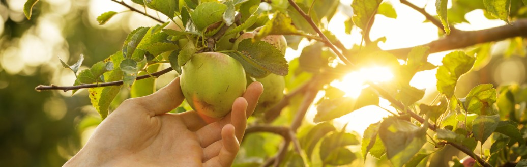 Das Bild zeigt eine Hand, die einen grünen Apfel vom Baum pflügt. 