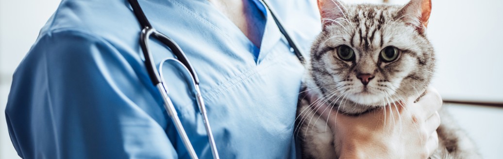 Das Bild zeigt einen fröhlich lächelnden Tierarzt, der eine Katze im Arm hält.