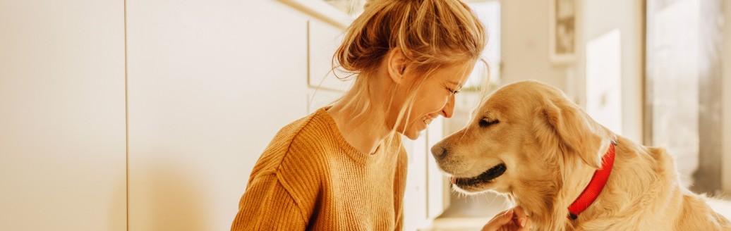 diebayerische-hunde-kv