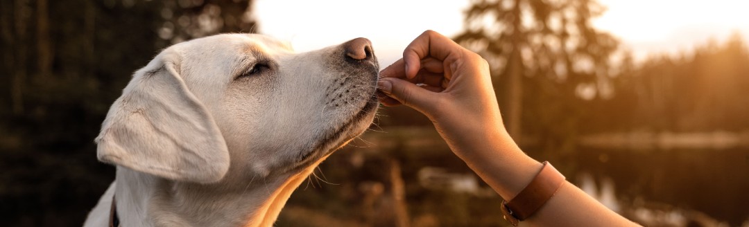 Ein creme-weißer Hund richt an einer Hand, die ihm hingehalten wird.