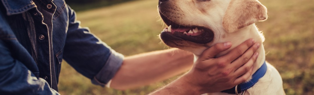 Ein creme-weißer Hund schaut seinen männlichen Besitzer an. 