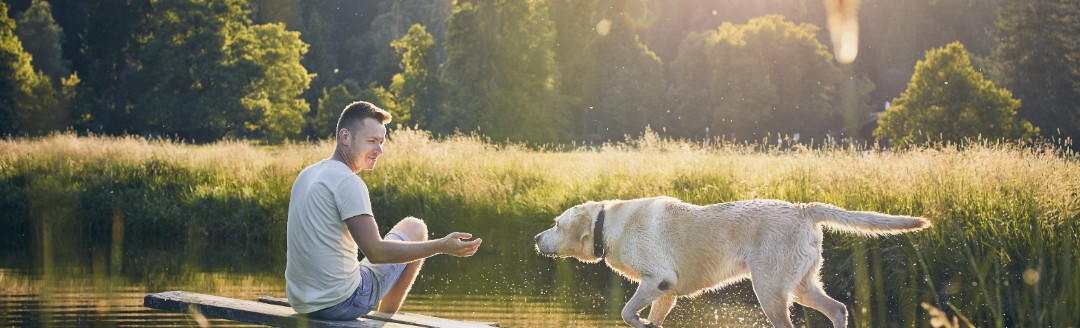 Ein Mann spielt mit seinem Golden Retriever im Grünen.