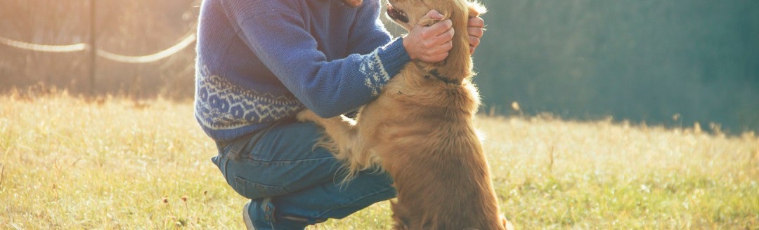 Ein Mann spielt mit seinem Golden Retriever auf einer Wiese im Sonnenschein. 
