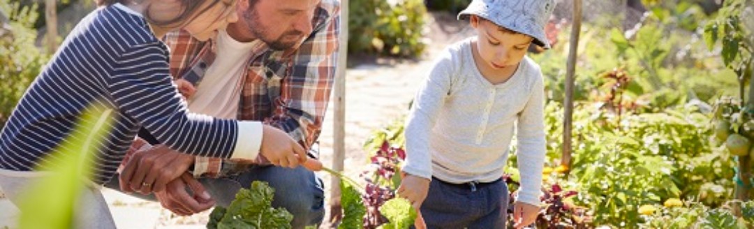 Ein Vater hockt mit seinen zwei jungen Kindern vor mehreren Gartenbeets