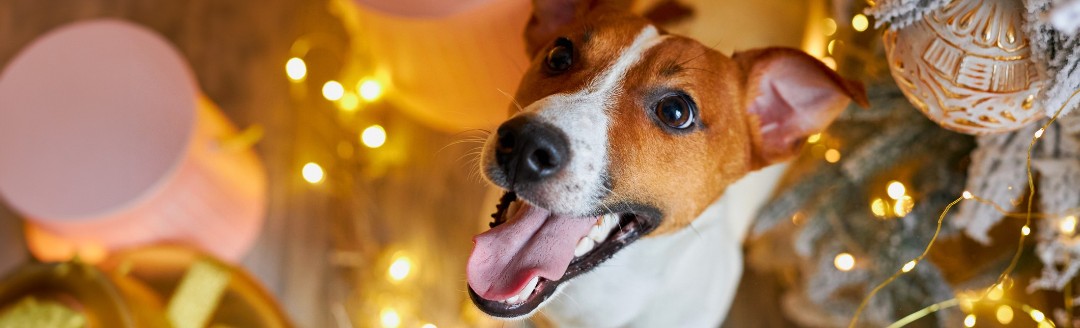 Ein kleiner Hund schaut in die Kamera. Um ihn herum Lichterketten und rosafarbene Ballons