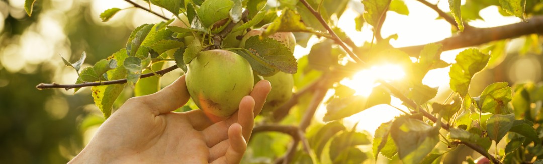 Das Bild zeigt eine Hand, die einen grünen Apfel vom Baum pflügt. 
