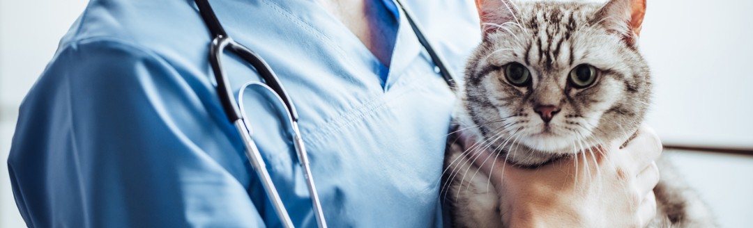 Das Bild zeigt einen fröhlich lächelnden Tierarzt, der eine Katze im Arm hält.