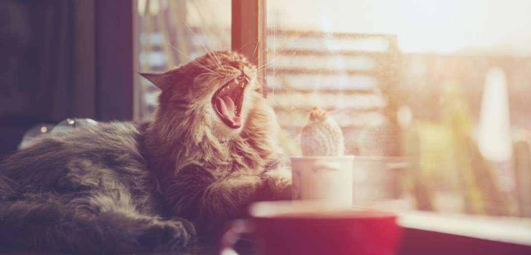 Eine Katze liegt gähnend an einem Fenster. Vor ihr im Bild steht eine rote Tasse und ein kleiner Kaktus. 