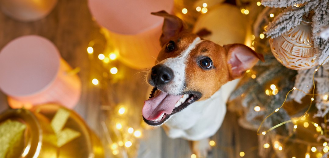 Ein kleiner Hund schaut in die Kamera. Um ihn herum Lichterketten und rosafarbene Ballons