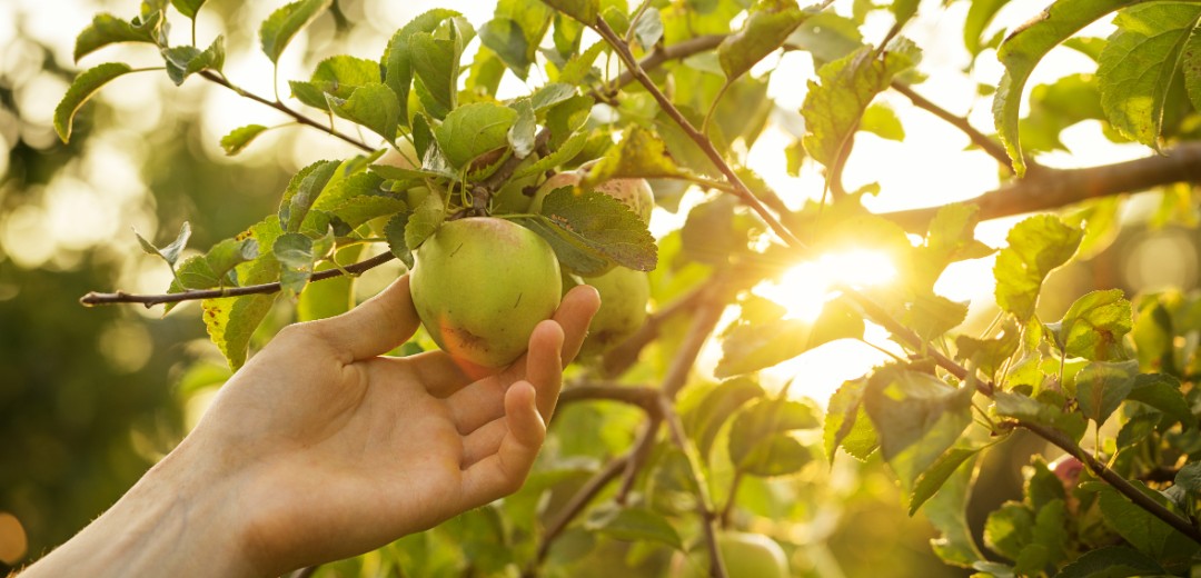 Das Bild zeigt eine Hand, die einen grünen Apfel vom Baum pflügt. 