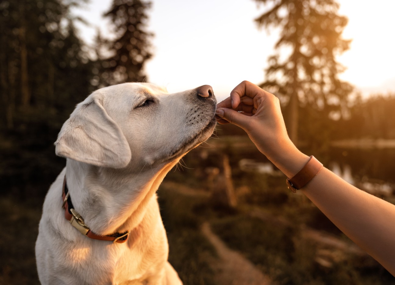Bühnenbild Ratgeber Hunde vegane Ernährung Ein creme-weißer Hund richt an einer Hand, die ihm hingehalten wird.