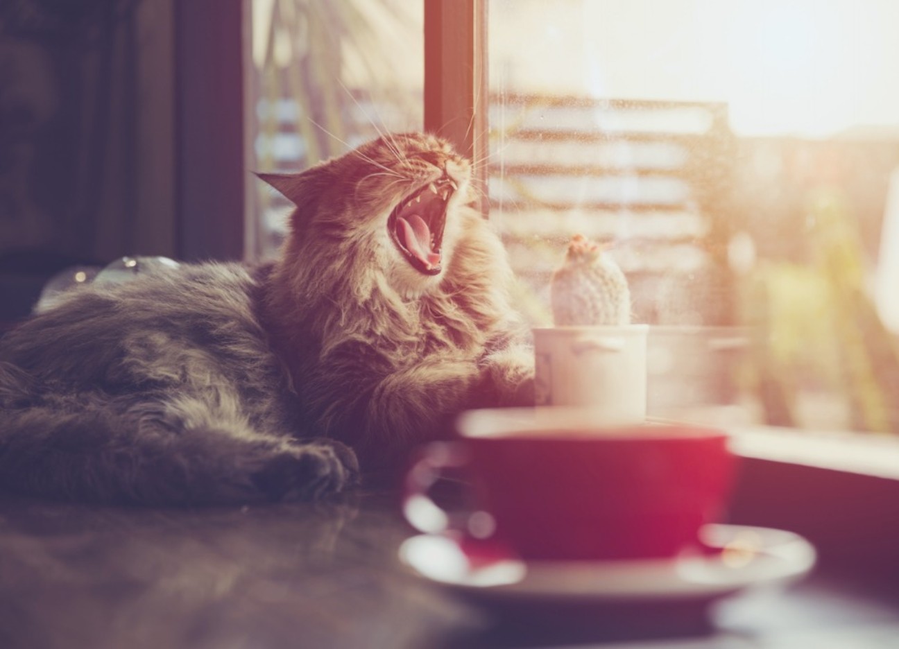 Bühnenbild Ratgeber Sommerzeit Eine Katze liegt gähnend an einem Fenster. Vor ihr im Bild steht eine rote Tasse und ein kleiner Kaktus.
