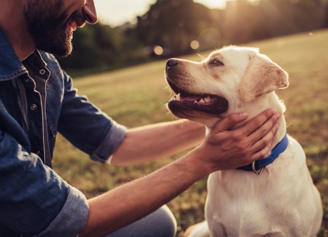 Ein creme-weißer Hund schaut seinen männlichen Besitzer an. 