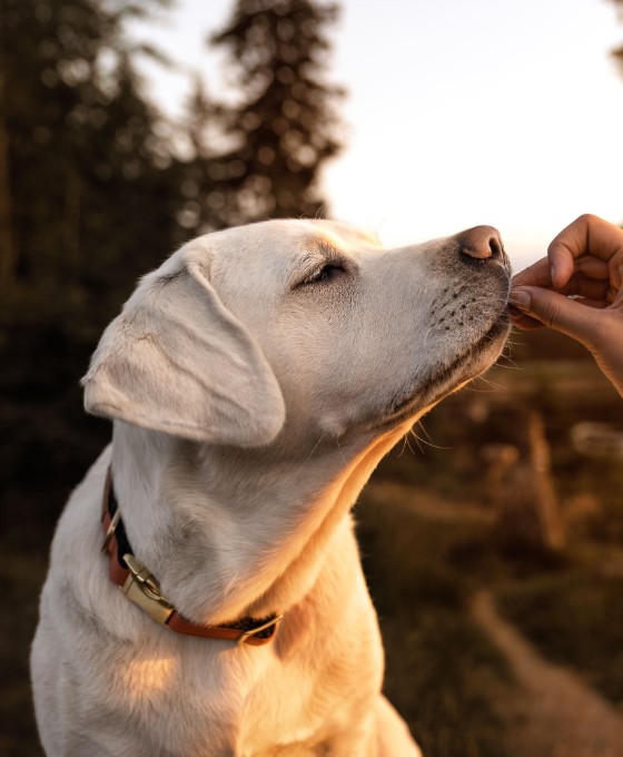 Ein creme-weißer Hund richt an einer Hand, die ihm hingehalten wird.