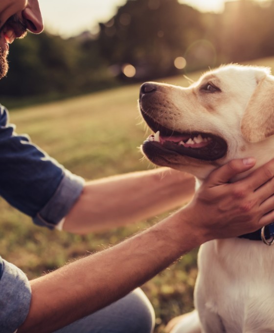 Ein creme-weißer Hund schaut seinen männlichen Besitzer an. 