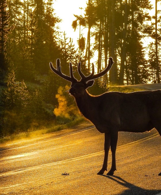 Ein Hirsch steht in der Sonne auf einer Landstraße.