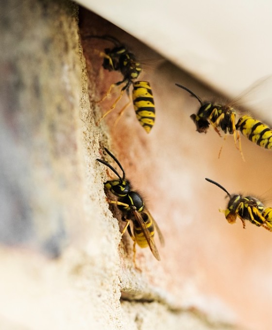 Vier Wespen schwirren um einen Spalt an einem Haus umher.