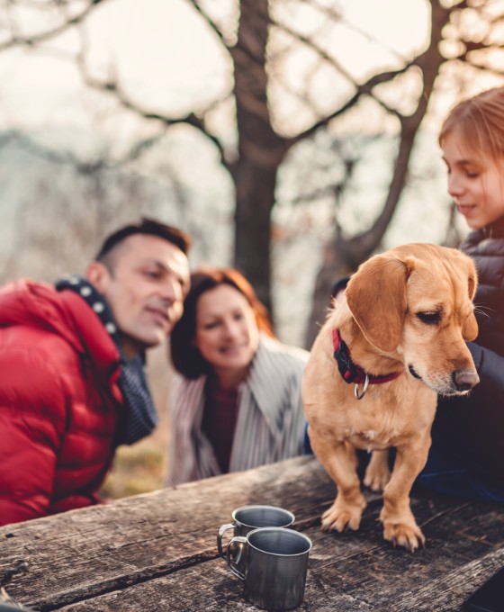 Ein Mann und eine Frau schauen ein wenig zu ihrer Tochter hoch, die etwas höher auf einer Holzplattform mit einem Hund sitzt. Die Familie ist in der Sonne in einem Wald unterwegs. 