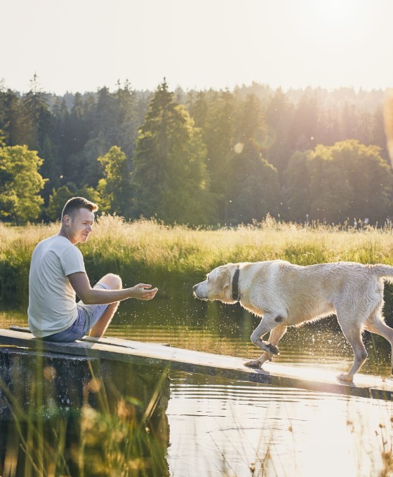 Ein Mann spielt mit seinem Golden Retriever im Grünen.