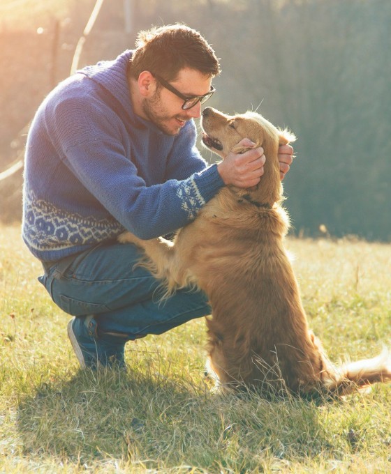 Ein Mann spielt mit seinem Golden Retriever auf einer Wiese im Sonnenschein. 