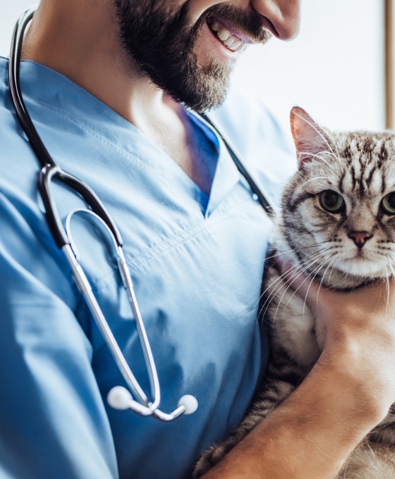 Bühnenbild: Ratgeber häufige Katzenkrankheiten Symptome Das Bild zeigt einen fröhlich lächelnden Tierarzt, der eine Katze im Arm hält.