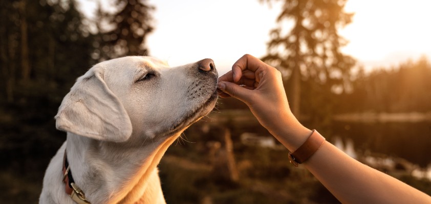 Ein creme-weißer Hund richt an einer Hand, die ihm hingehalten wird.