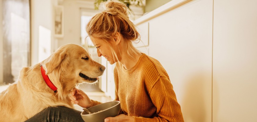 diebayerische-hunde-op-versicherung_spiegelverkehrt
