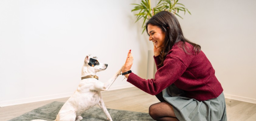 Eine Mitarbeiterin gibt ihrem Hund ein High five im Hundbüro
