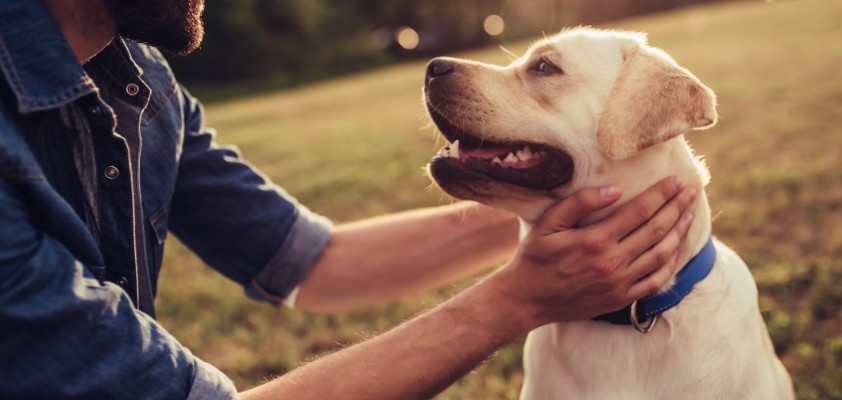 Ein creme-weißer Hund schaut seinen männlichen Besitzer an. 