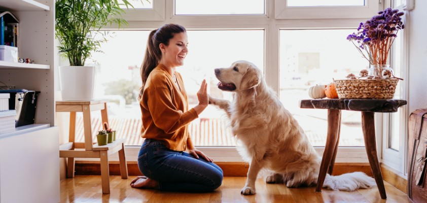 diebayerische-hunde-krankenversicherung