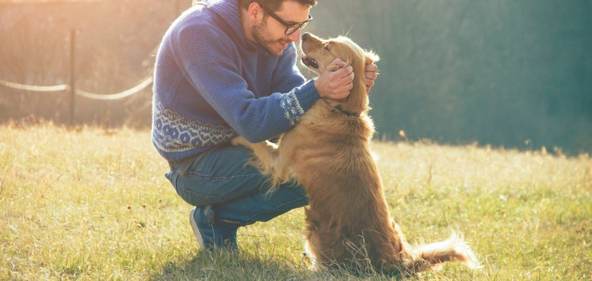 Ein Mann spielt mit seinem Golden Retriever auf einer Wiese im Sonnenschein. 