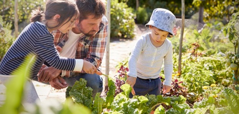 Ein Vater hockt mit seinen zwei jungen Kindern vor mehreren Gartenbeets