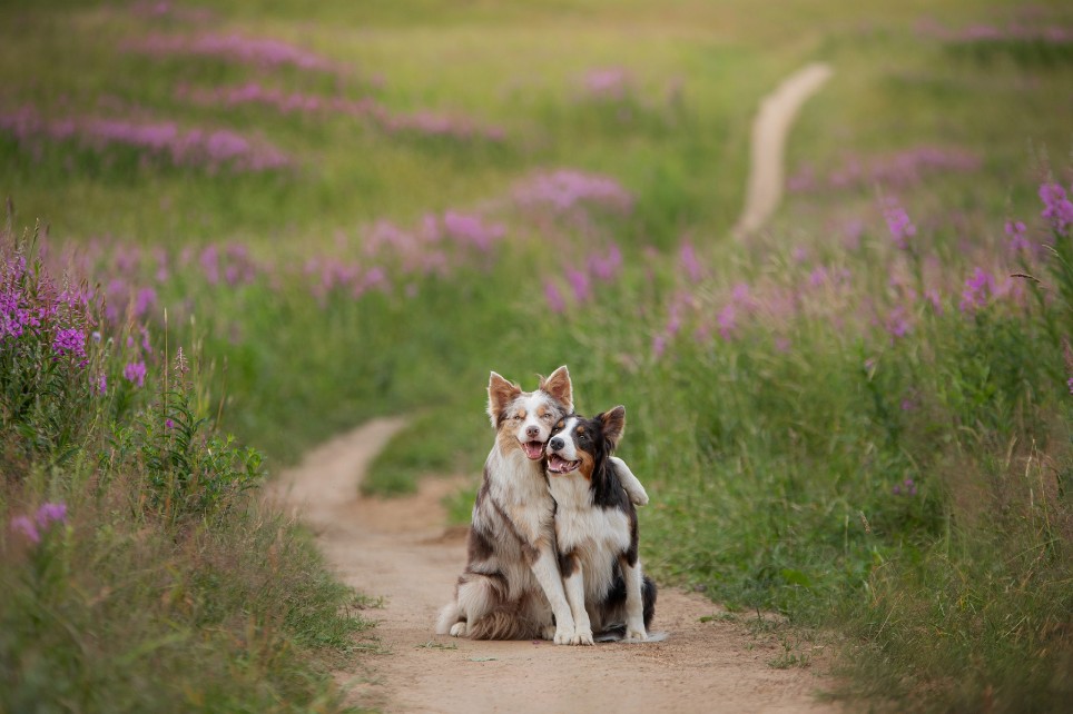 Zwei Hunde sitzen auf einem Feldweg Zwei Hunde sitzen auf einem Feldweg