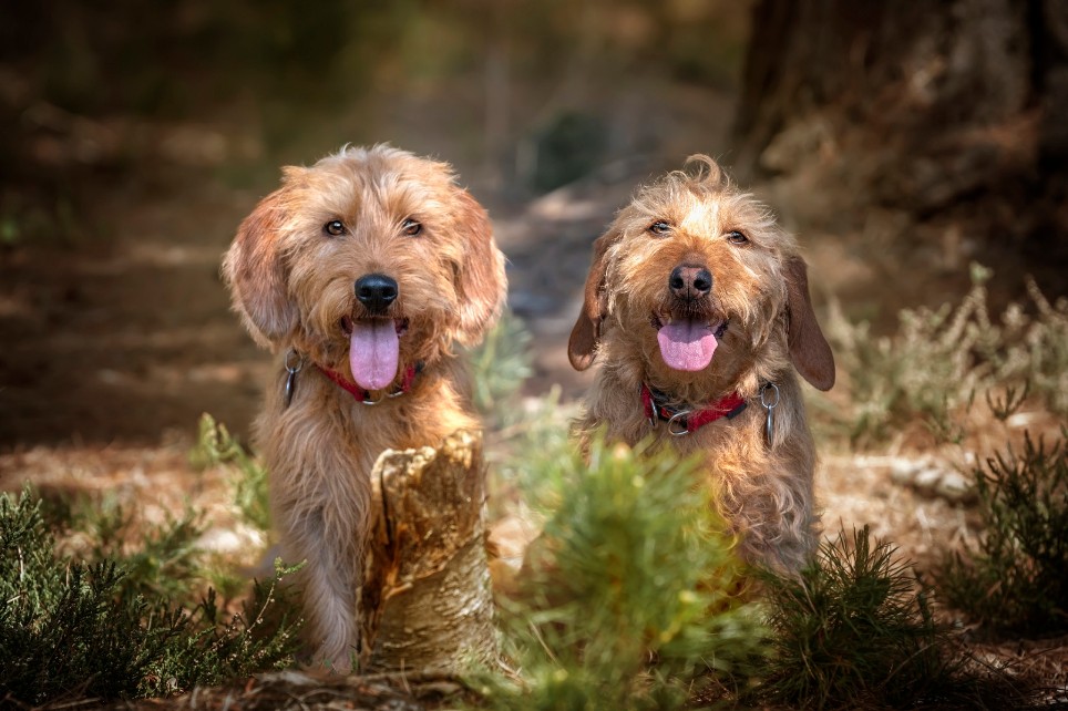 Zwei kleine Hunde sitzen hechelnd auf dem Weg beim Gassigehen Zwei kleine Hunde sitzen hechelnd auf dem Weg beim Gassigehen