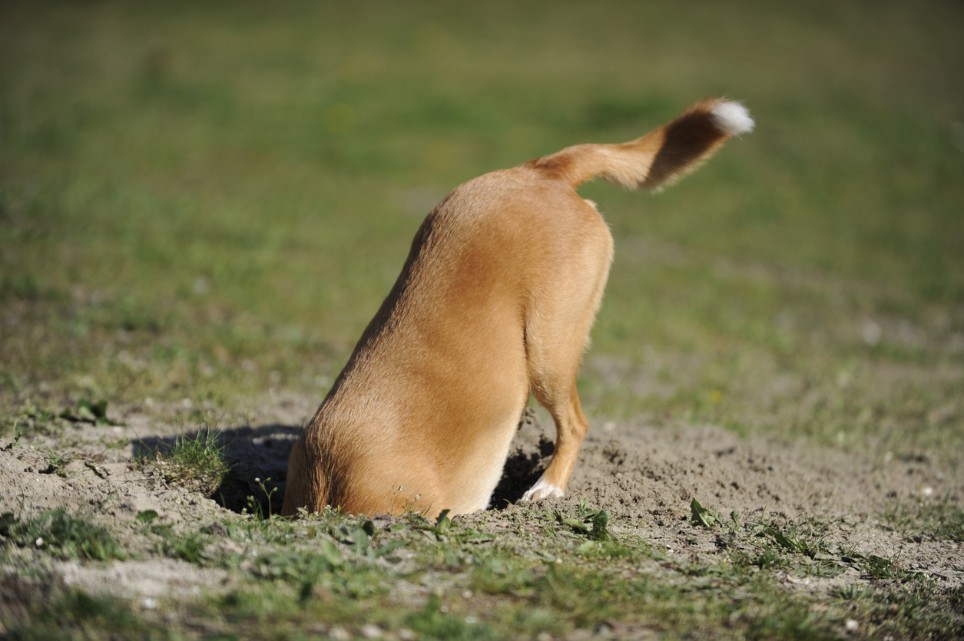 Ein Hund mit beigem Fell steckt mit seinem Oberkörper in einem Loch in der Erde.
