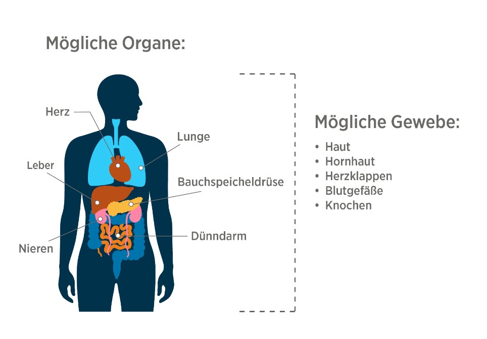 Erklärgrafik: Welche Organe/Gewebe können gespendet werden? Illustration eines menschlichen Körpers mit Beschriftung von Organen, die für eine Organspende infrage kommen. Rechts daneben Aufzählung möglicher Gewebe.