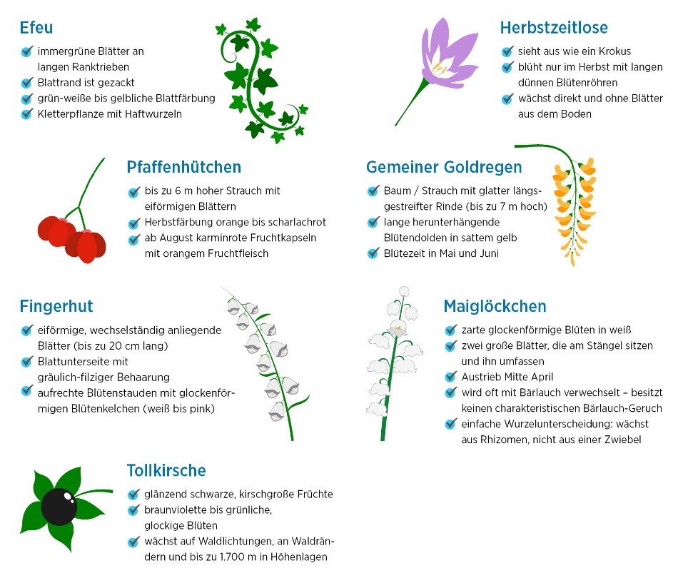 Ratgeber Grafik Info zu giftigen Pflanzen Ratgeber Grafik Info zu giftigen Pflanzen