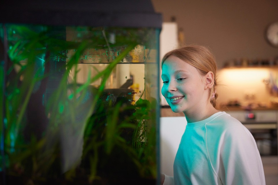 Kleines Mädchen genießt es, neue Fische im Aquarium zu beobachten.
