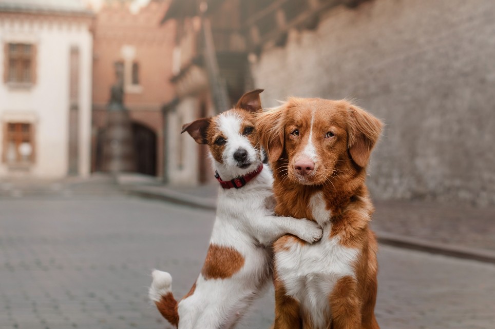 Ein kleiner Hund umarmt einen größeren Hund Ein kleiner Hund umarmt einen größeren Hund