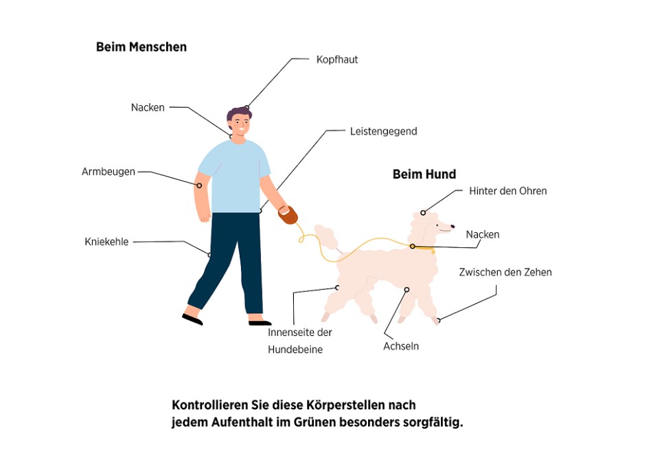diebayerische-ratgeber_zecken-erklaergrafik