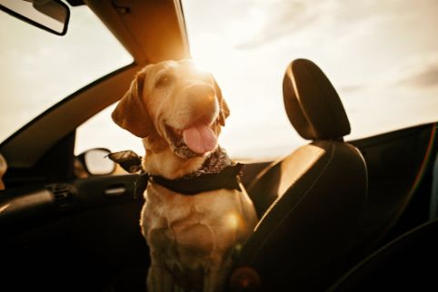 Ein beiger Hund sitzt in der Sonne auf dem Beifahrersitz eines Cabrios